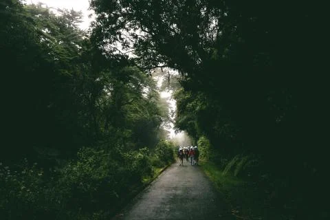 Path in the Rainforest Stock Photos