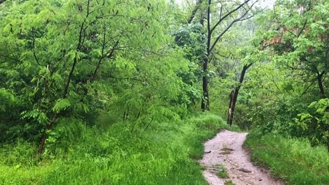 Path in the rainy green forest Stock Footage 108216343