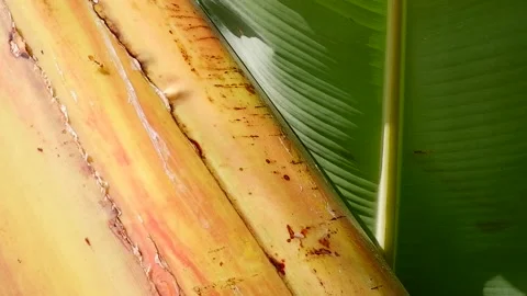 A path of red ant on banana tree with leaf Stock Footage 154596918