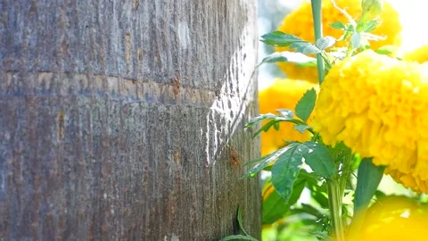 A path of red ant on palm tree with yellow flower Stock Footage 154598394