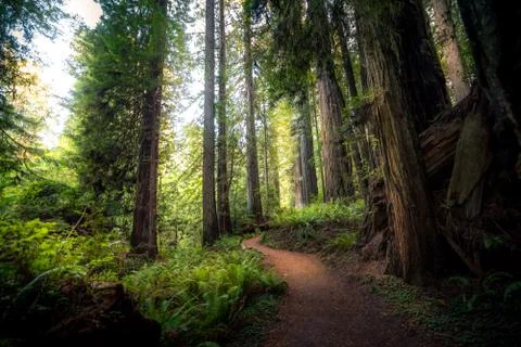 A path in the redwood forest. Stock Photos