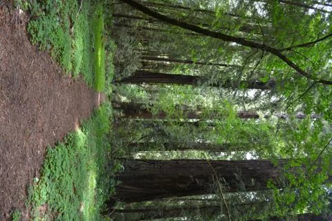 Path in Redwood Forest Stock Photos