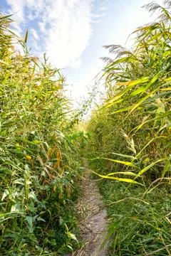Path in the Reeds 写真素材