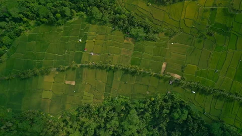 Path rice terraces bali view from above Stock Footage 279757716