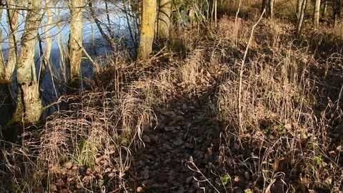 Path by the river, late autumn Stock Footage 118907212