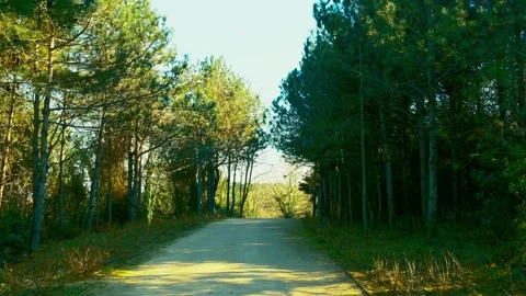 A Path Road On The Forest Stock Footage 272640871