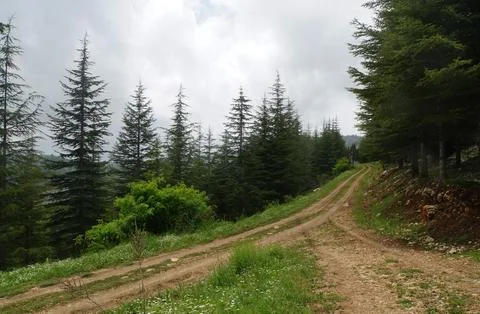PATH ROAD IN THE FOREST Stock Photos