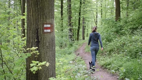 Path road tree orientation  woman girl walk with small dog forest Stock Footage 154370045