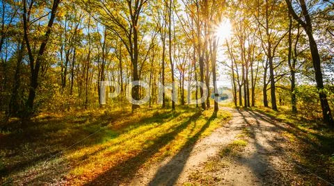Path Road Way Pathway On Sunny Day In Autumn Sunny Forest Trees Stock Photos