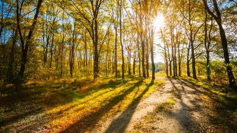 Path Road Way Pathway On Sunny Day In Autumn Sunny Forest Trees Stock Photos