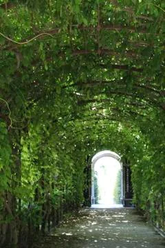 A path with roses round Stock Photos