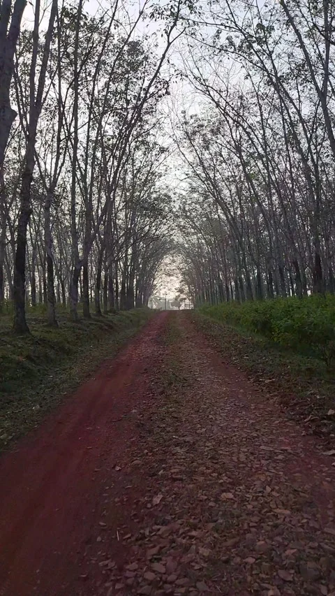 A path with rubber trees on both sides and a walkway in the middle Stock Footage 280340263