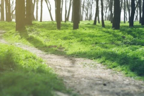 Path running among the trees. Fresh juicy green grass in the forest, field, park Stock Photos