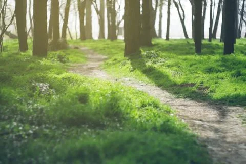 Path running among the trees. Fresh juicy green grass in the forest, field, park Stock Photos