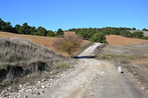 Path running between grassless meadows with pine trees and a white dog Stock Photos