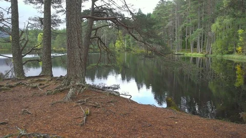Path running between trees through a wild forest by the lake Stock-Footage 82881937