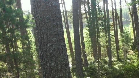 Path running between trees through a wild forest in Scotland Stock-Footage 86733402