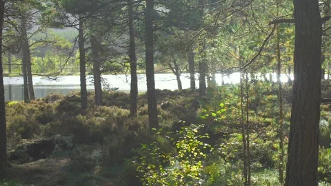 Path running between trees through a wild forest by the lake Video stock 86734289