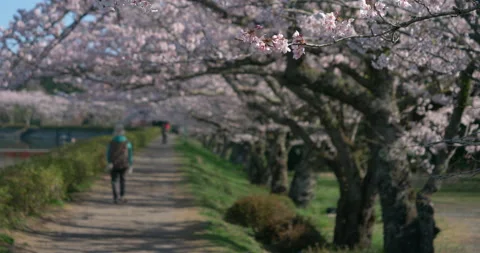 Path that Runs along Cherry Trees in Full Bloom (Tilt Down) Stock-Footage 147921589