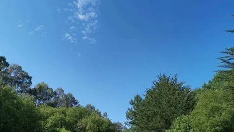 Path that runs between trees on a sunny day Stock Footage 131086423