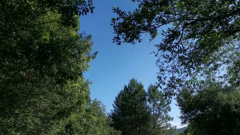 Path that runs between trees on a sunny day Video stock 131086450