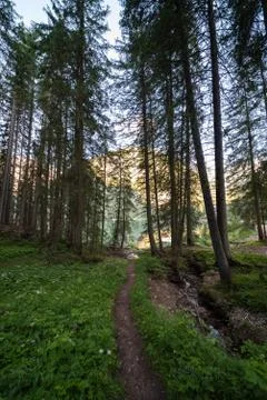 A path that runs through a forest in the Val Pusteria Stock Photos
