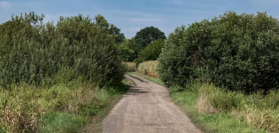 Path in rural landscape passing through fields with distant trees Foto stock