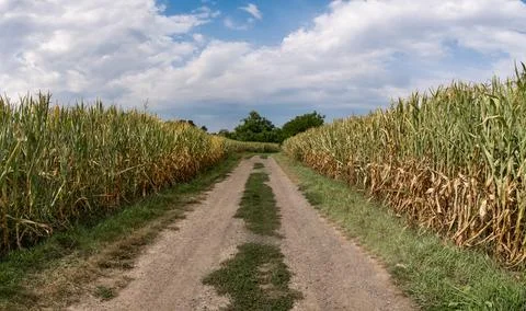 Path in rural landscape passing through fields with distant trees Foto stock