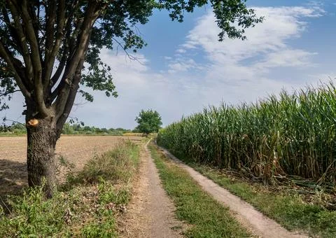 Path in rural landscape passing through fields with distant trees Фото