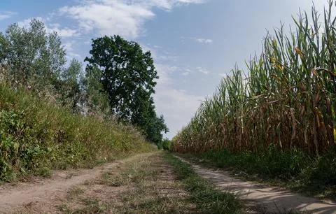 Path in rural landscape passing through fields with distant trees Stockfoto's