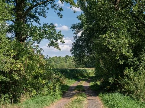 Path in rural landscape passing through fields with distant trees Foto stock