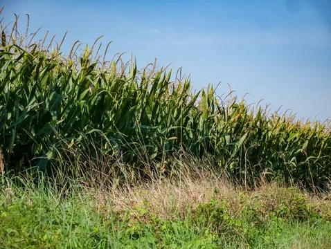 Path in rural landscape passing through fields with distant trees 库存照片