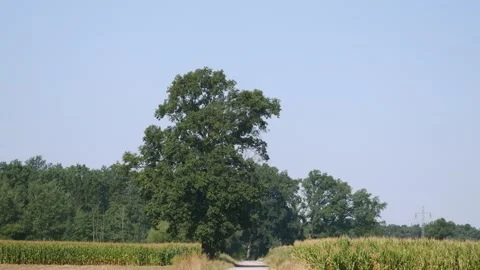 Path in rural summer landscape with fields and trees against blue sky Stock Footage 343543826