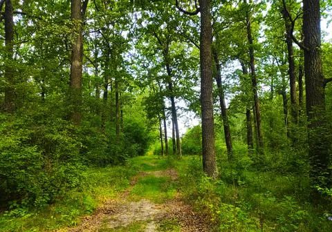 Path in sammer forest Stock Photos