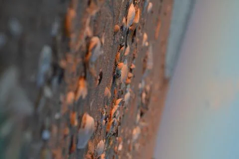 The path of sea shells on the coast 스톡 사진