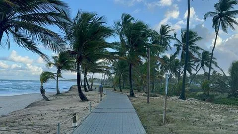 Path by the sea surrounded by coconut trees Stock Photos