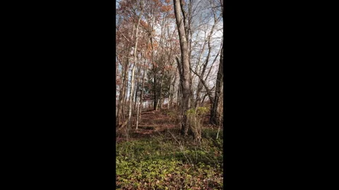 Path seen a wooded space in the Laurel Highlands of Pennsylvania Stock Footage 320806178