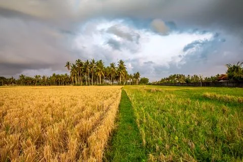 Path separating yellow versus green field leading to coconut trees Stock Photos