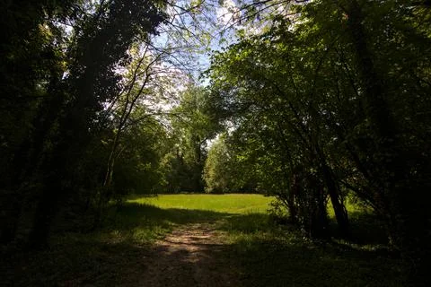 Path in the shade that leads to a field bordered by trees in a park Stock Photos