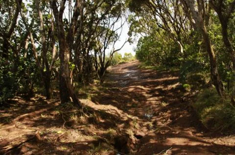 Path of Shadows Stock Photos