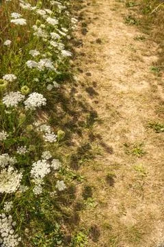 Path side wild flowers and their shadows Fotos Stock