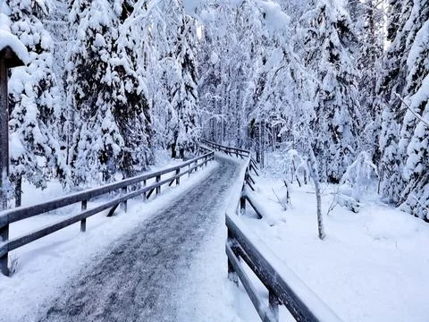 Path in the snow among the trees Stock Photos