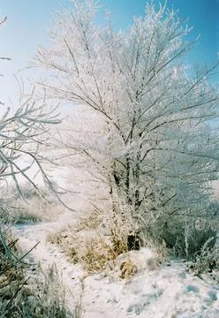 Path in a snow-covered forest covered with hoarfrost. Stock Photos