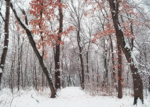 A path in a snow-covered forest with fallen and remaining leaves on the bra.. Stock Photos