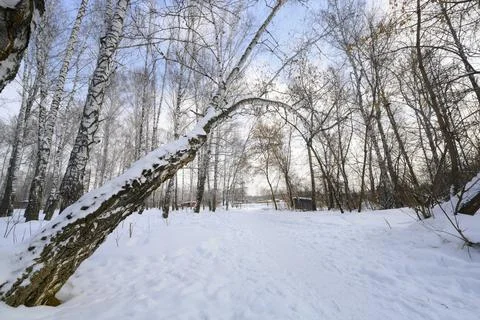 A path in a snow-covered forest with a leaning birch tree Stock Photos