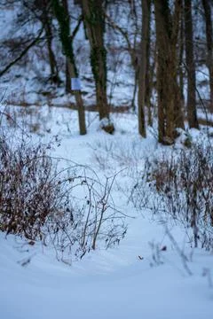 A Path In a Snow Covered Forest Stock Photos
