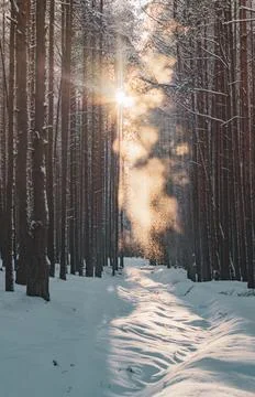 A path in a snow-covered forest. Winter forest after a snowfall. Stock Photos