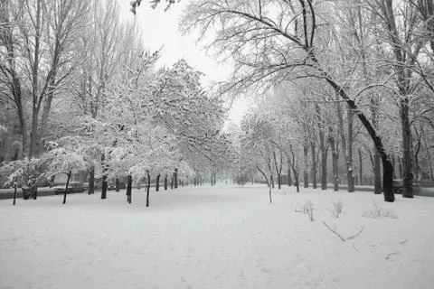 Path in snow-covered park Stock Photos
