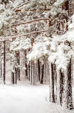 Path in a snow-covered spring forest. anomalous spring. snow in May Stock Photos