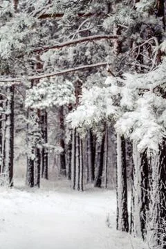 Path in a snow-covered spring forest. anomalous spring. snow in May Stock Photos